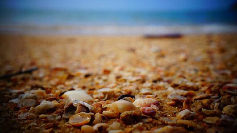 How Does Betting Work On 99Exch Bet?